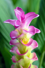 Organic Purple Curcuma Flower Seeds for Planting – Heirloom, Non-GMO ...