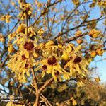 Red Chimonanthus Seeds for Planting - 100 Dhara Seeds