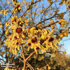 Red Chimonanthus Seeds for Planting - 100 Dhara Seeds