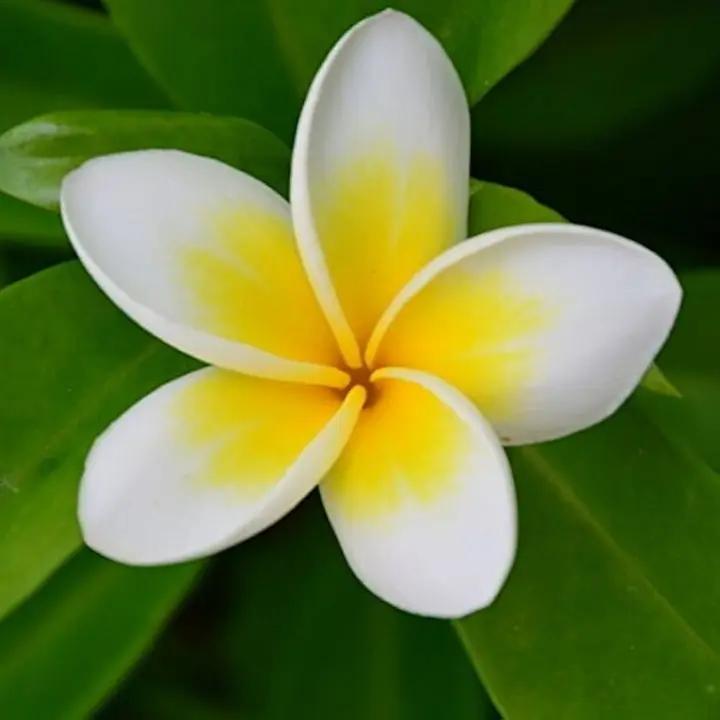 Yellow White Frangipani Flower Seeds – Heirloom, Non-GMO Tropical Seeds for Planting Dhara Seeds