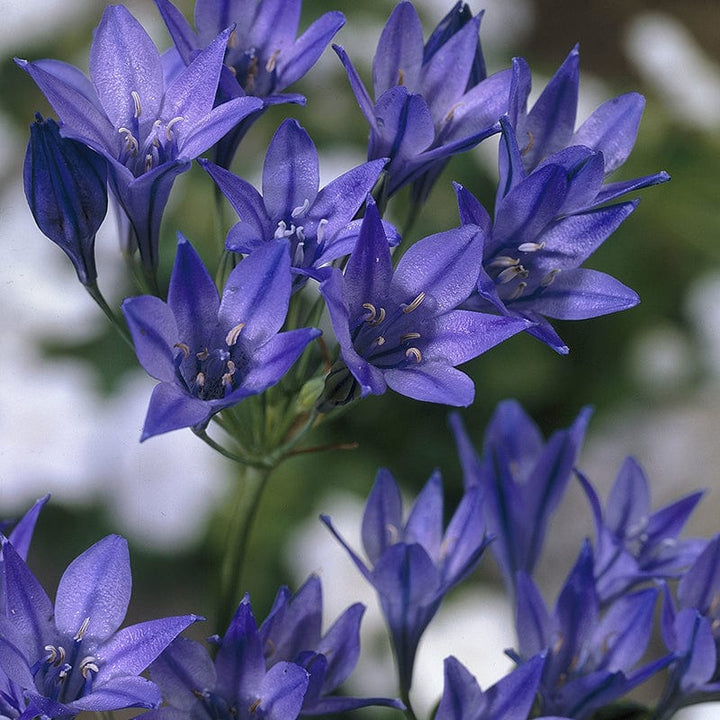 Fabiola Flower Seeds for Planting, NON GMO Seeds