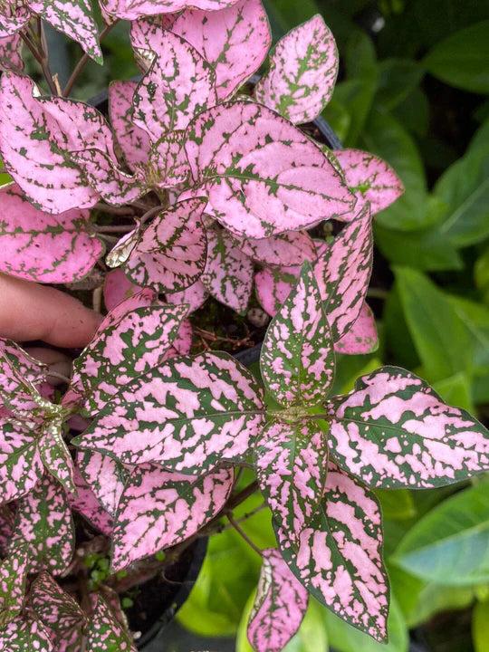 Pink Hypoestes Plant Seeds for Planting - 100