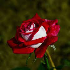 Rare Deep Red and White Osiria Ruby Rose Flower Seeds Non-GMO Heirloom Garden Seeds for Planting