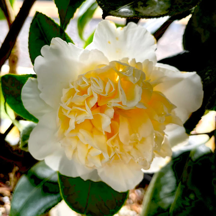 Yellow White Camellia Flower Seeds – Heirloom, Non-GMO, for Garden Planting