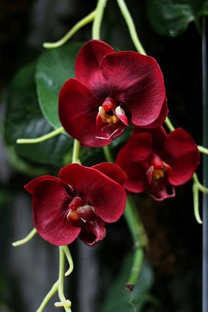 Maroon Butterfly Orchids Flower Seeds for Planting - 100
