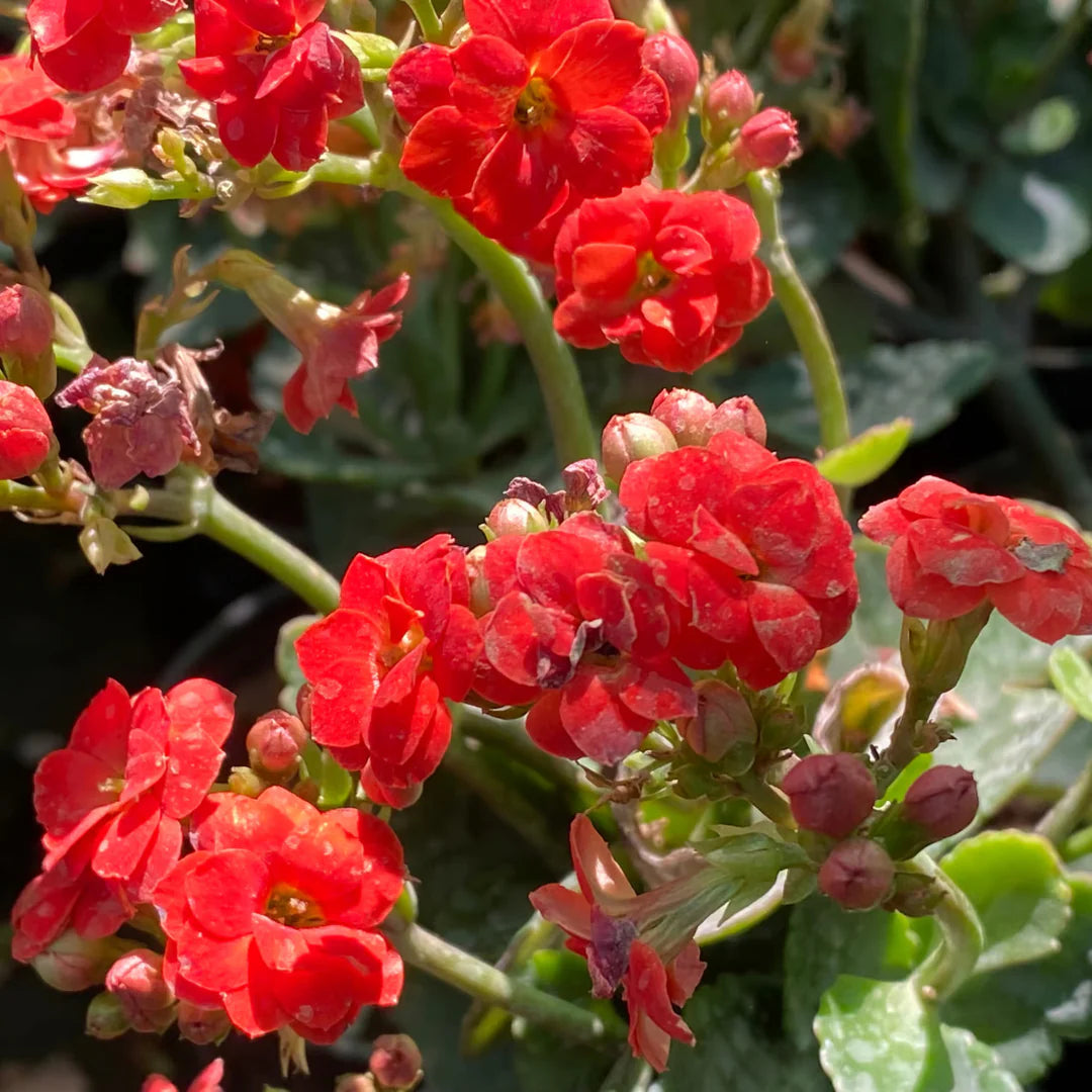 Organic Kalanchoe Plant Seeds for Planting – Heirloom, Non-GMO