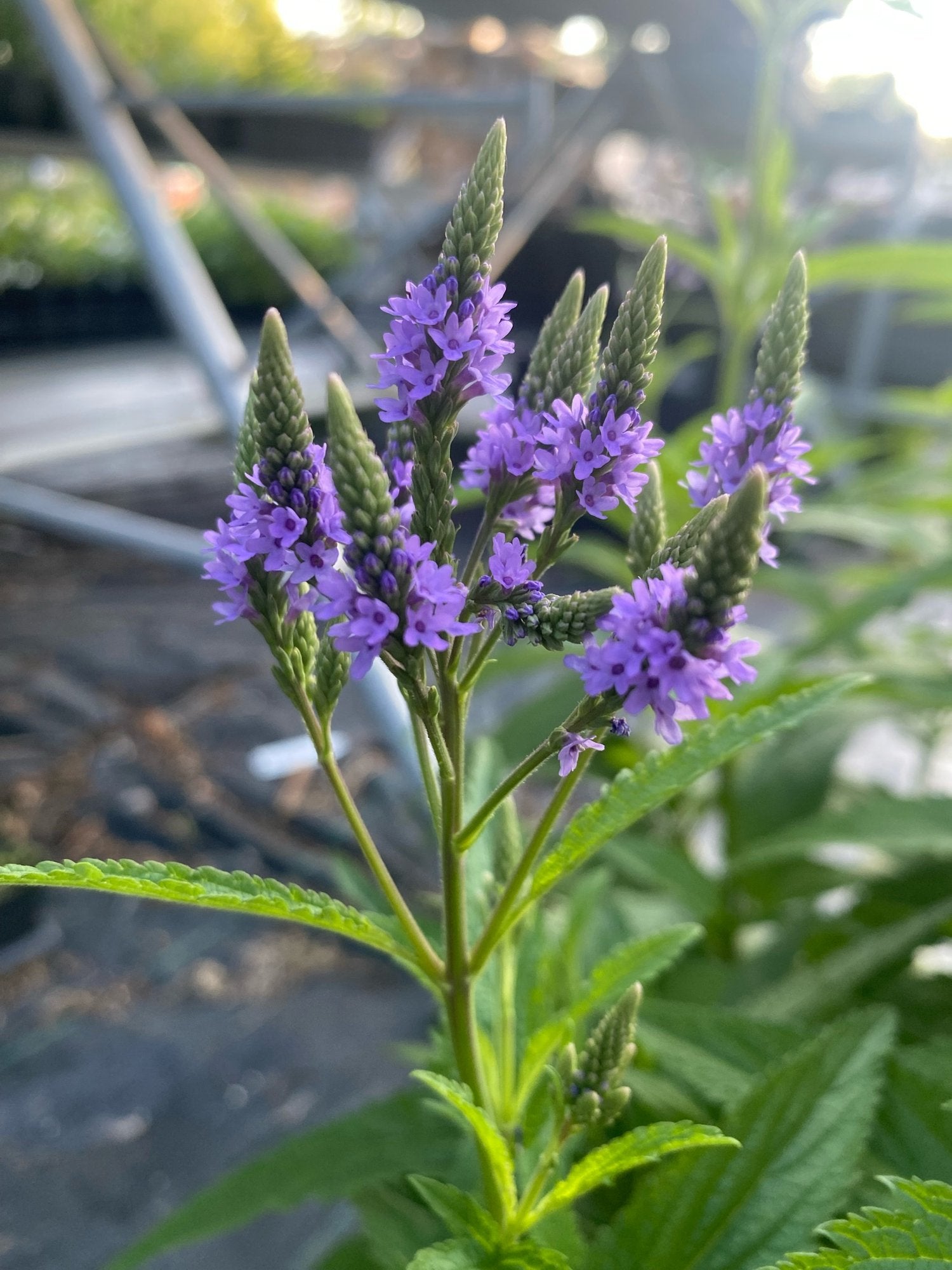 Verbena - Blue Vervain