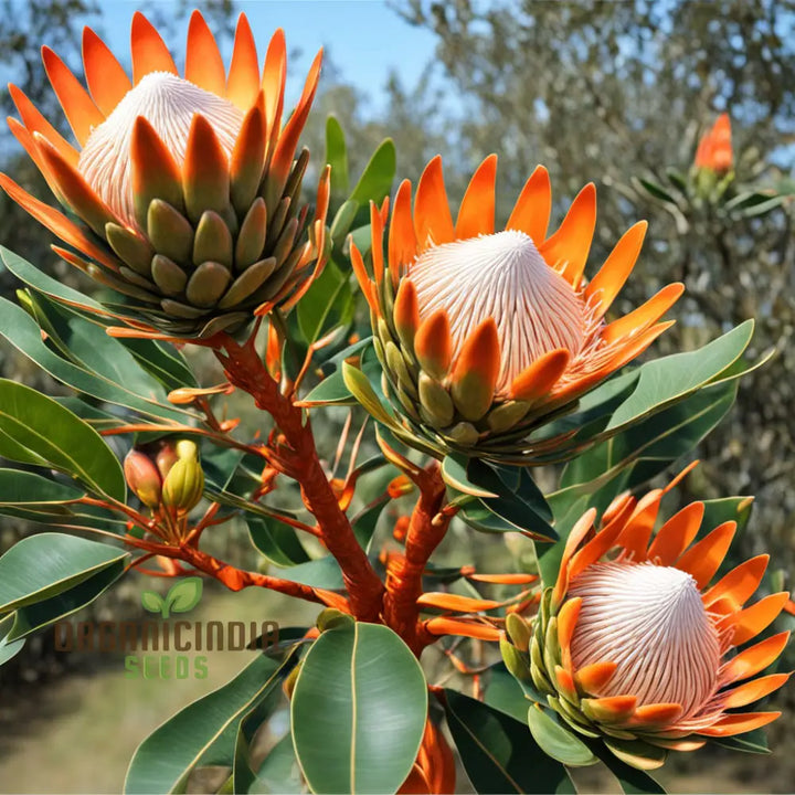 Orange Protea Flower Seeds for Planting - 100
