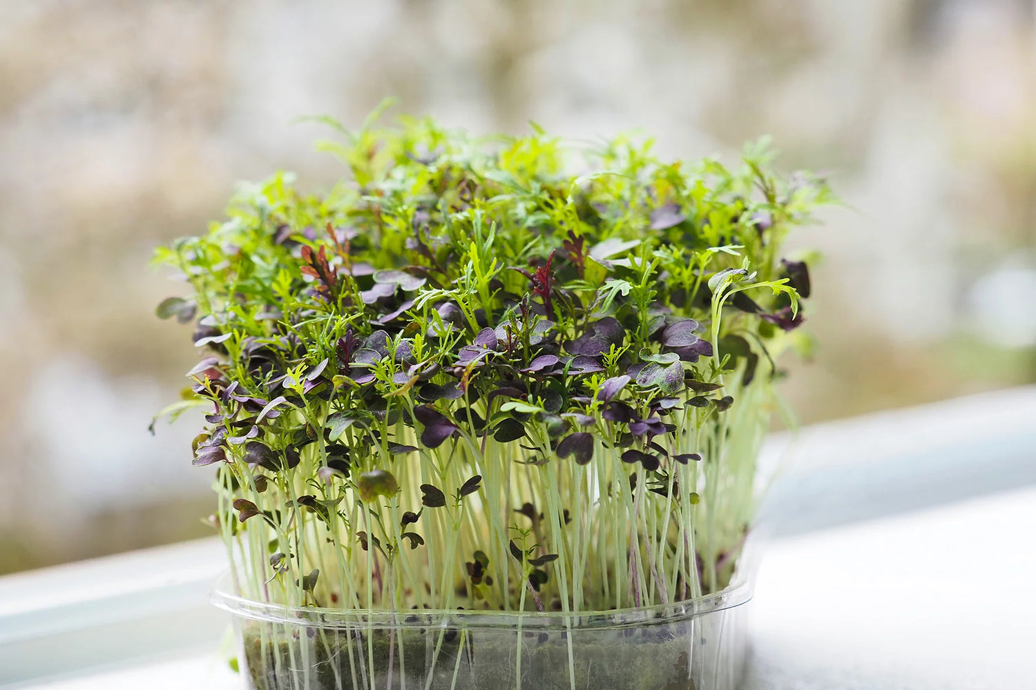 Mizuna Microgreen Seed