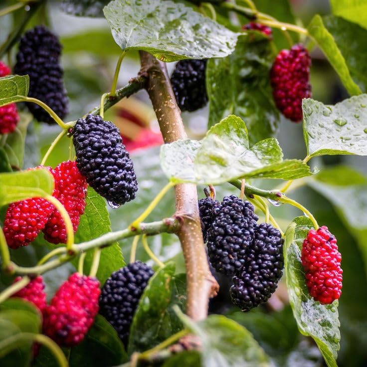 Rare Mulberry Plant Seeds - Grow Nutritious and Sweet Mulberries with Ease