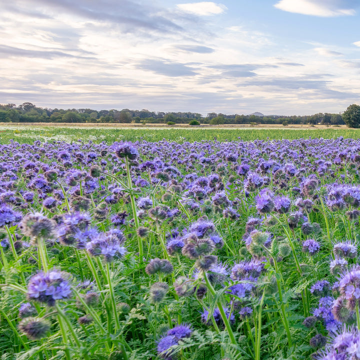 Manure Flower Seeds for Planting - 100