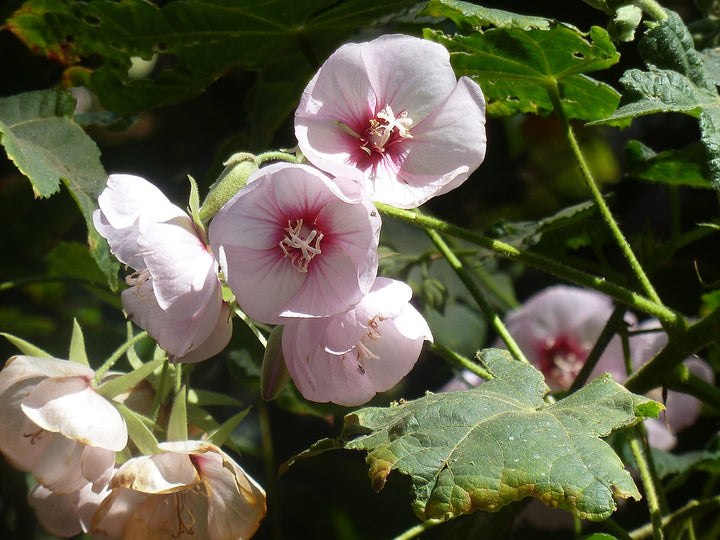Dombeya Burgessiae Flower Seeds for Planting, NON GMO Seeds