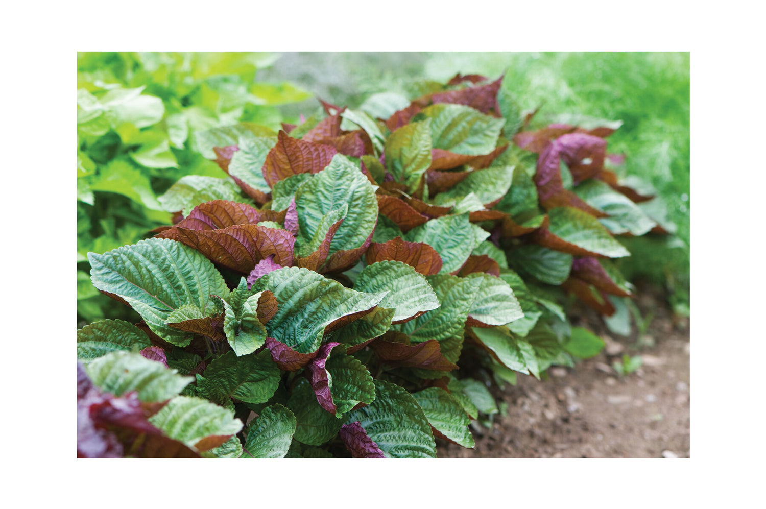 Britton - Shiso Seed