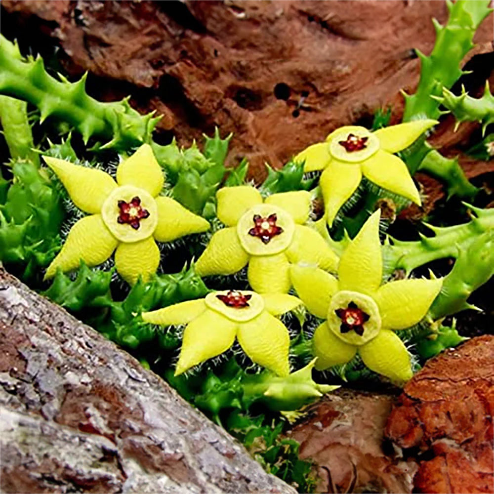 Green Stapelia Plant Seeds for Planting heirloom & Non-GMO Seeds