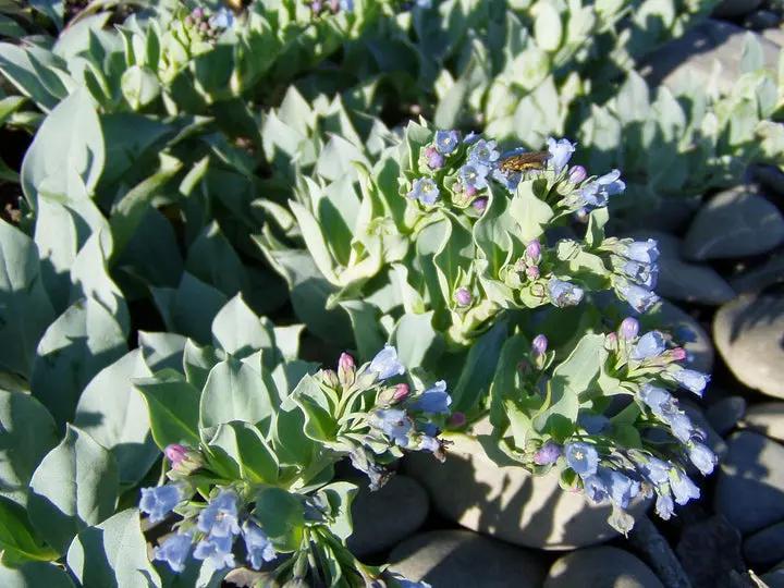 Mertensia Maritima Seeds for Planting Dhara Seeds