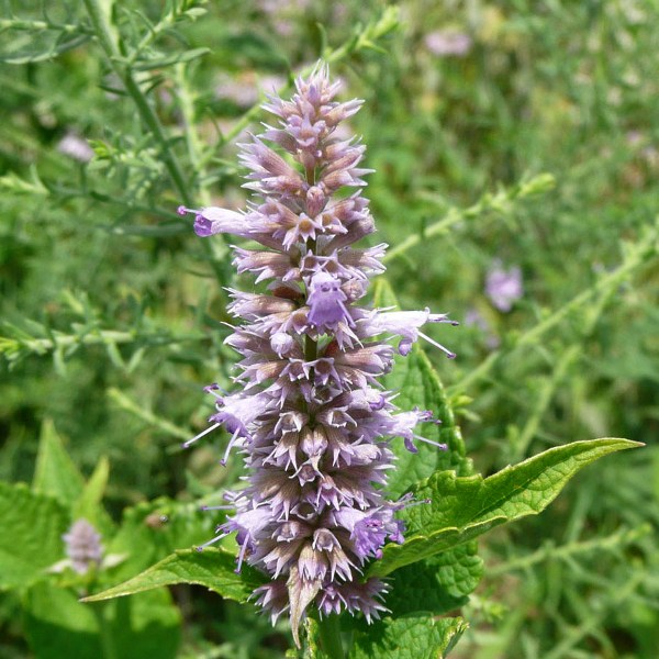 Agastache Giant Hyssop Seeds