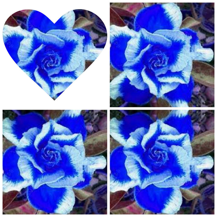 Organic Heirloom Blue White Adenium Seeds – Non-GMO Desert Rose Seeds for Planting