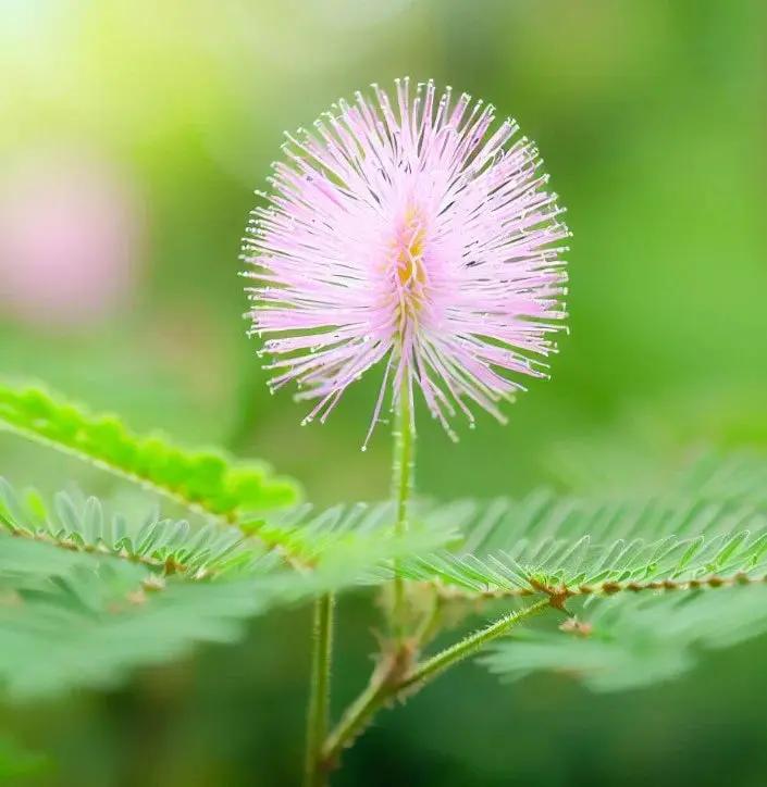 Mimosa Pudica Flower Seeds for Planting 100 Dhara Seeds