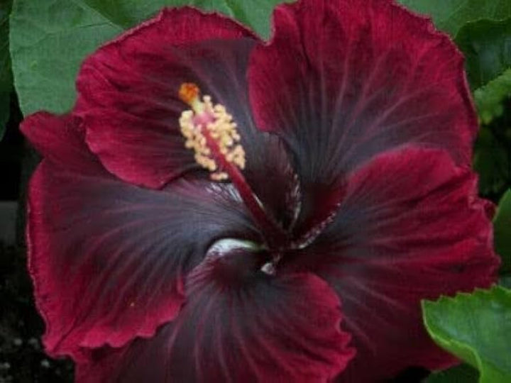 Heirloom Non-GMO Purple Maroon Hibiscus Flower Seeds – Bold Tropical Blooms for Garden Planting
