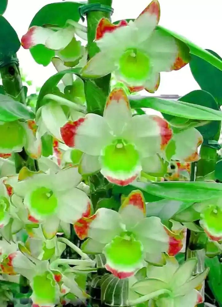 Green Phalaenopsis Orchid Flower Seeds, Heirloom, Non-GMO Seeds for Planting Dhara Seeds