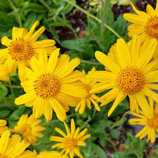 Fresh Arnica Flower Seeds for Planting - 100