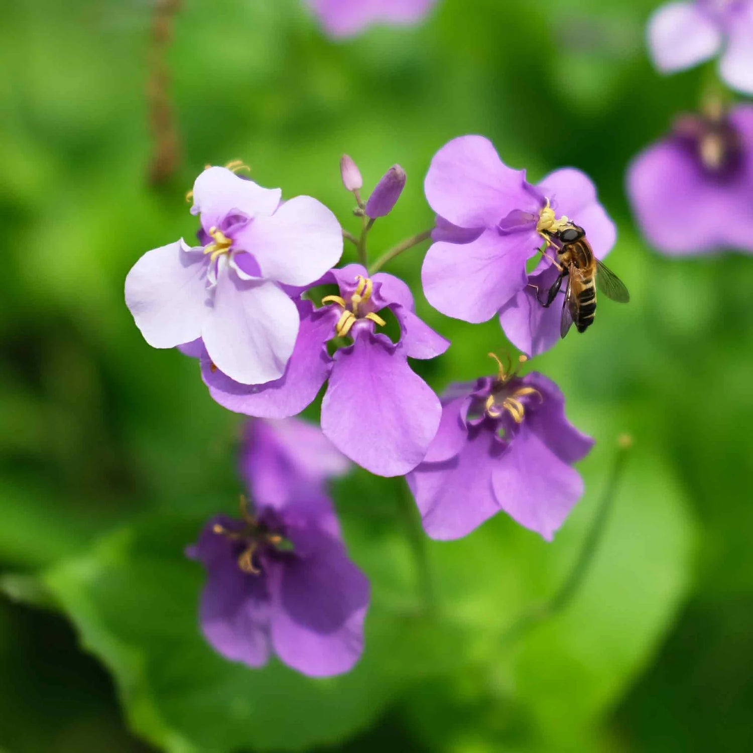 Chinese Violet Cress Seeds