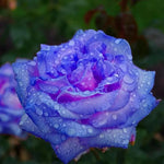 Rainy Blue Rose Plant Seeds for Planting - Non-GMO Heirloom Garden Seeds for Growing Dhara Seeds