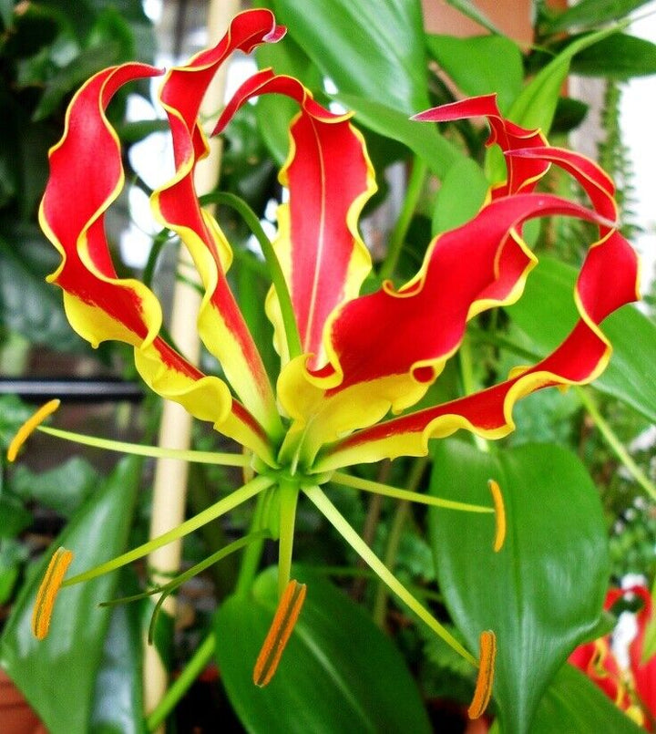 Gloriosa Flower Seeds for Planting - 100