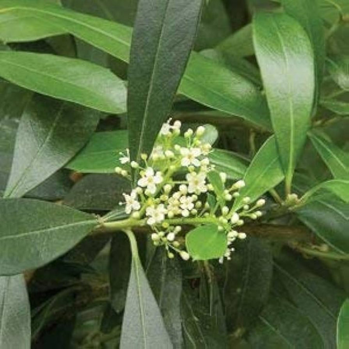 Ilex Paraguayensis Flower Seeds for Planting, NON GMO Seeds