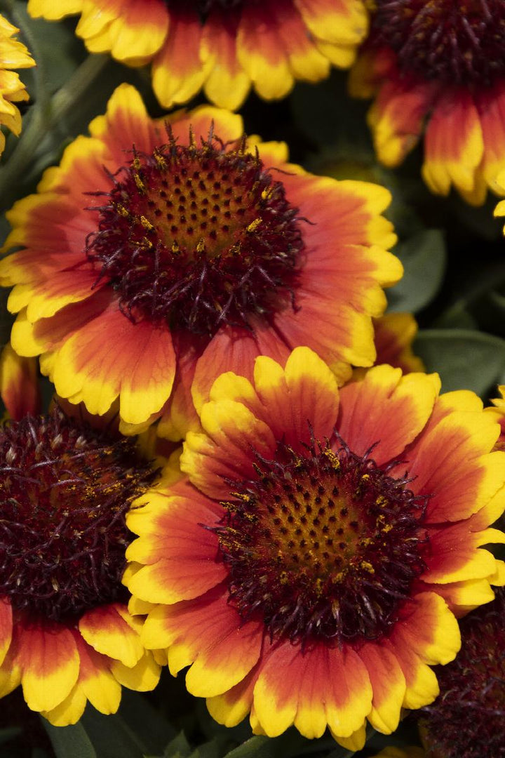 Yellow Red Danova Copper Flower Seeds for Planting - 100