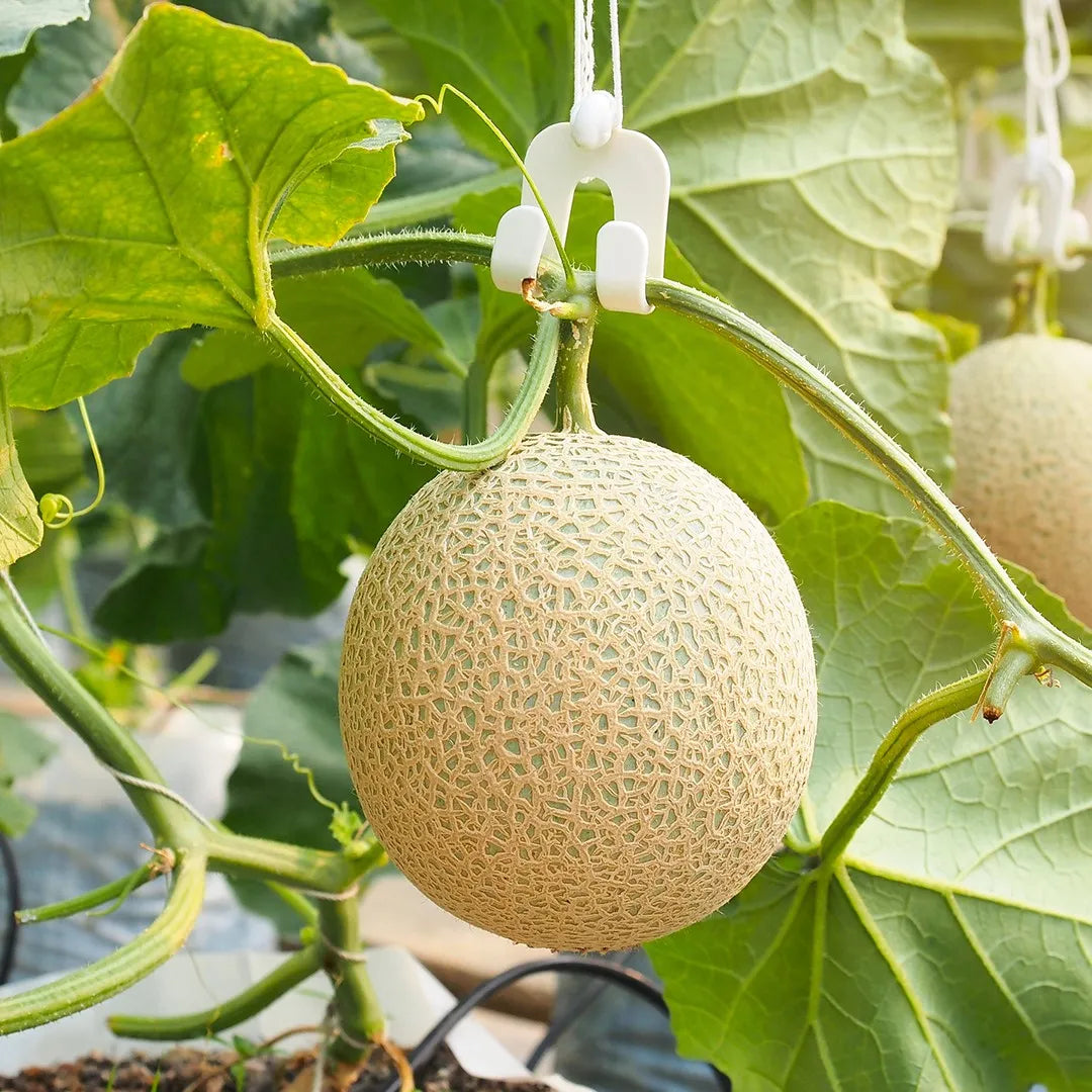 Cucumis Melo Fruit Seeds - Grow Sweet and Juicy Melons at Home
