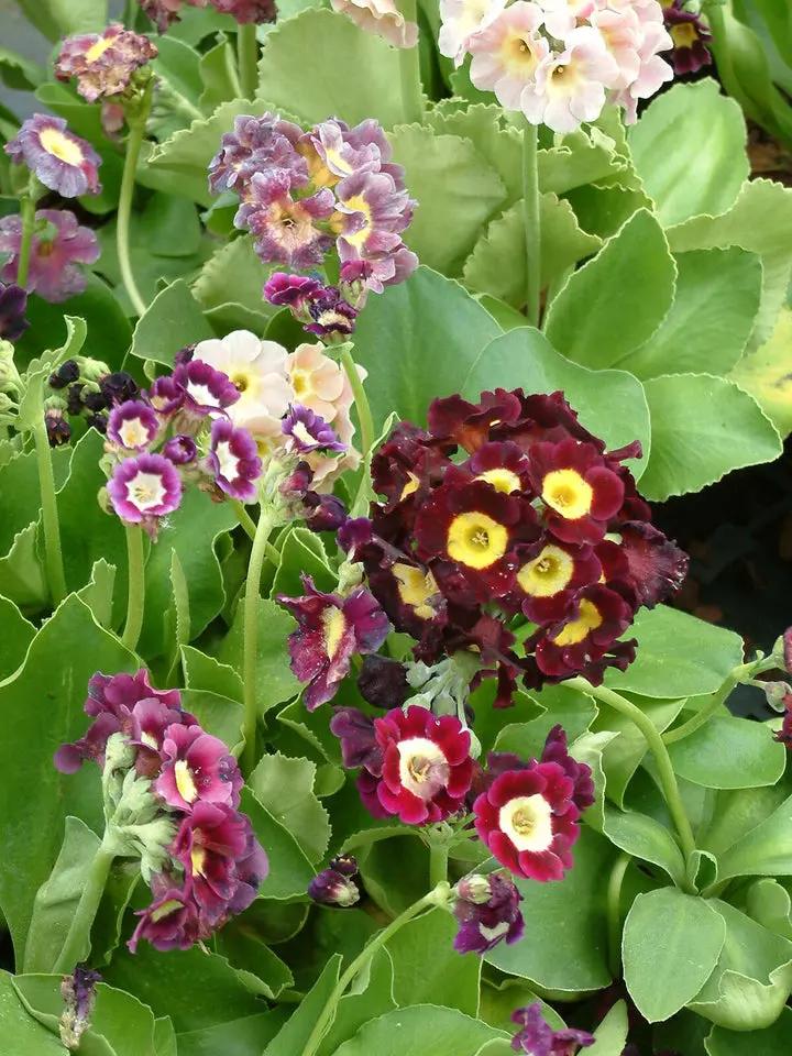 Mixed Auricula Flower Seeds for Planting - NON GMO Seeds Dhara Seeds