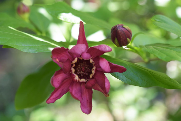 Maroon Carolina Allspice Flower Seeds for Planting - 100