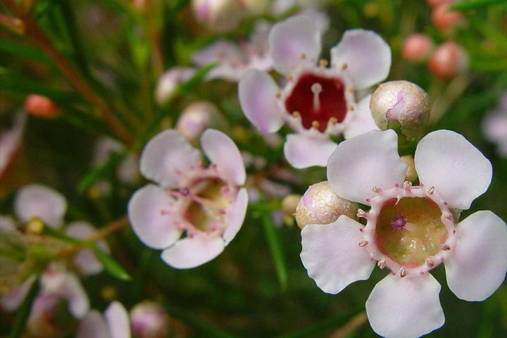 Geraldton Wax Flower Seeds for Planting - 100