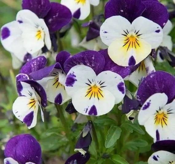 Heirloom Non-GMO Viola Purple White Flower Seeds for Planting – Decorative Blooming Flower Seeds Dhara Seeds