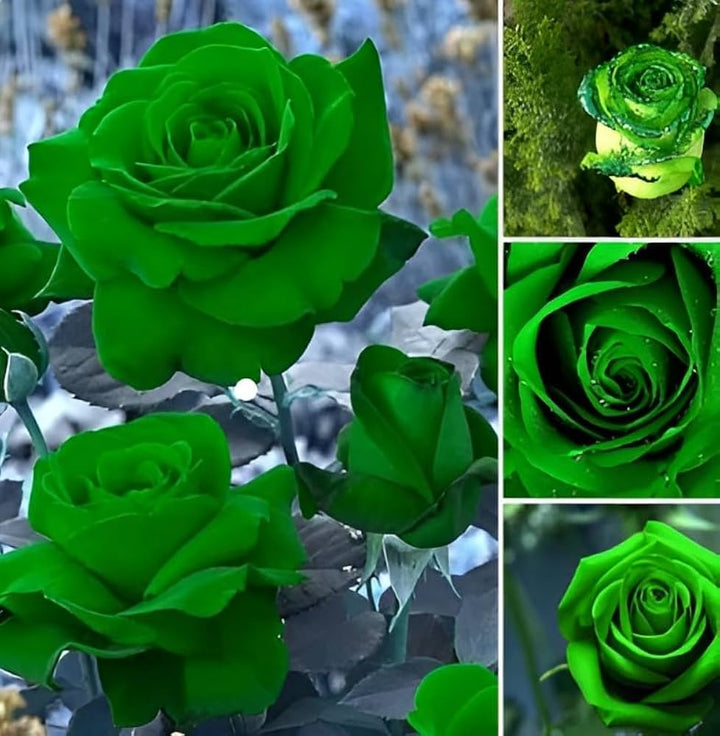 Green Dragon Rose Plant Seeds for Planting Non-GMO Heirloom Garden Seeds for Home Growing