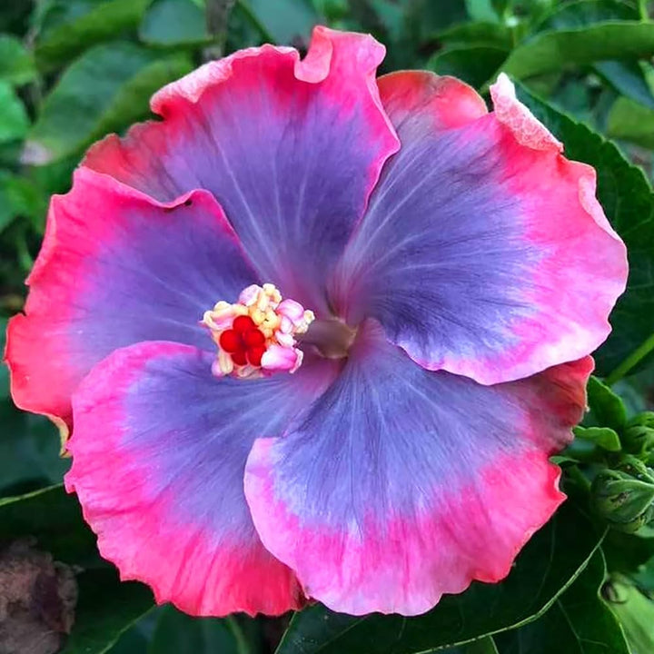 Heirloom Non-GMO Purple Pink Hibiscus Flower Seeds – Vibrant Tropical Blooms for Garden Planting