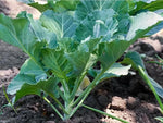Green Collard Greens Plant Seeds for Planting NON GMO Seeds Dhara Seeds