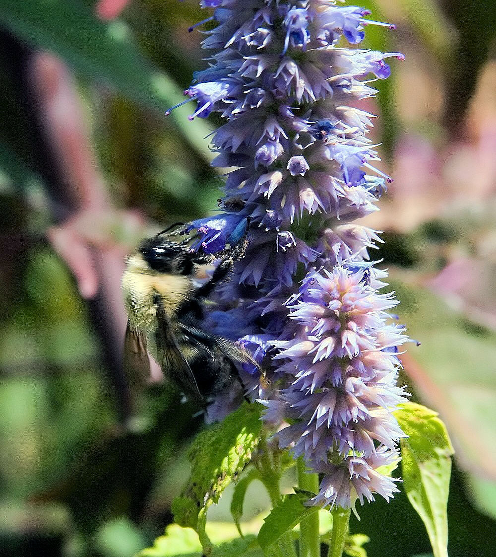 Agastache Golden Jubilee Seeds