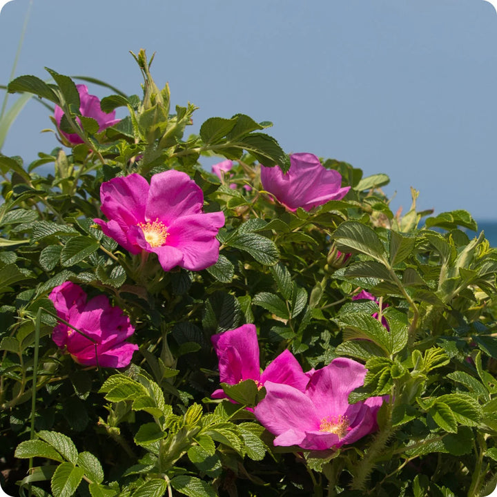 Fragrant Rugosa Roses Rugosa Fragrant Rose Heirloom Non-GMO Seeds for Planting - Dharaseeds