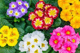 Mixed Oenothera Biennis Flower Seeds for Planting