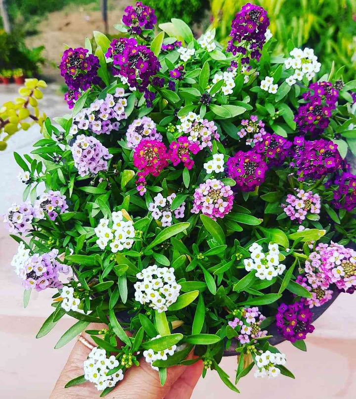 Heirloom Non-GMO Lobularia Maritima Flower Seeds for Garden Planting