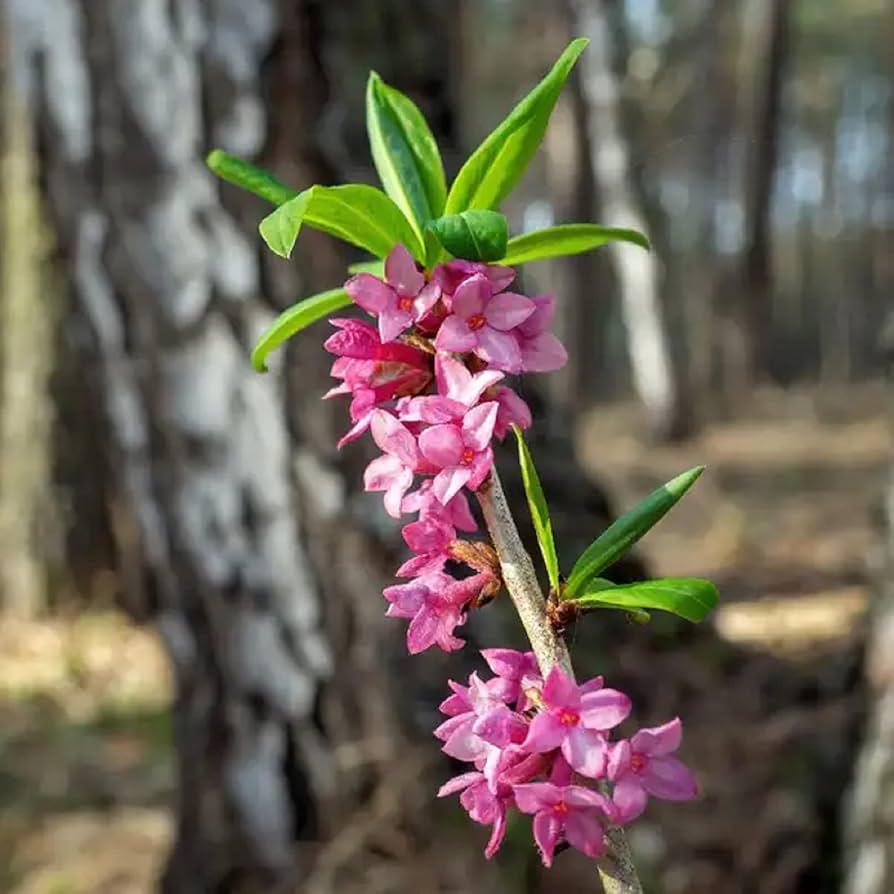 Daphne Mezereum Pink Seeds for Planting – Organic, Heirloom, Non-GMO Flower Seeds