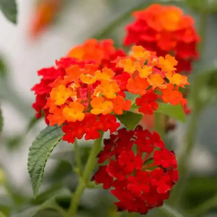 Orange Red Lantana Flower Seeds for Planting - NON GMO Seeds