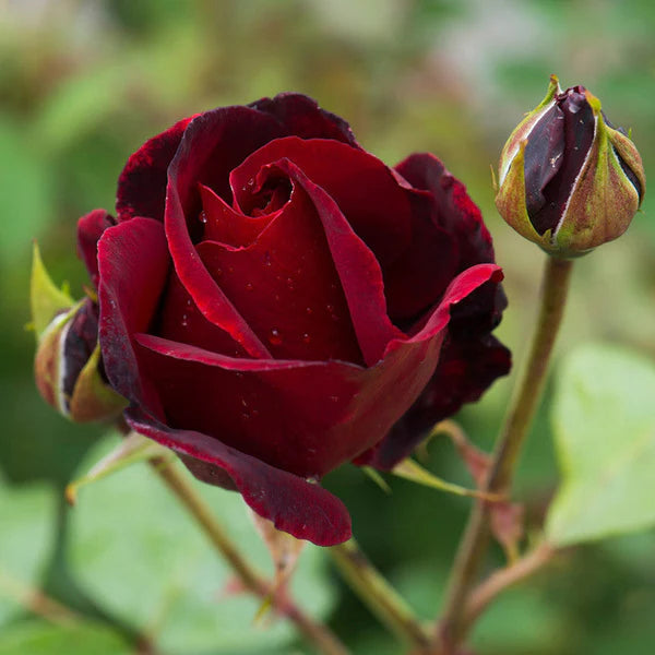 Maroon Climbing Rose Heirloom Non-GMO Seeds for Planting
