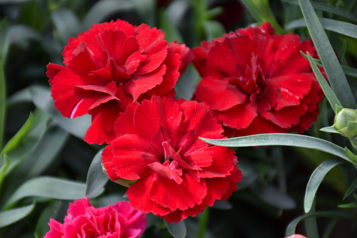 Deep Red Carnation Flower Seeds – Heirloom, Non-GMO, Rich Blooms for Garden Planting