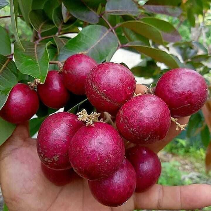 Red Longan Fruit Seeds - Bring Vibrancy and Tropical Charm to Your Garden Oasis 100 pcs