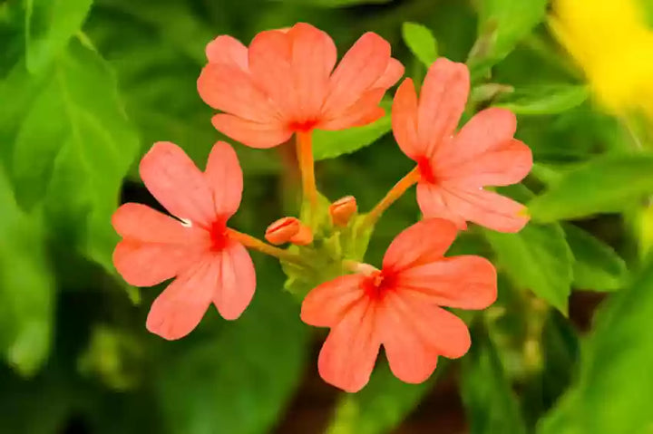 Crossandra Semi Flower Seeds for Planting - 100