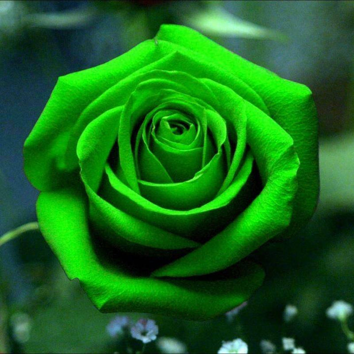 Dark Purple Rose Heirloom Non-GMO Seeds for Planting
