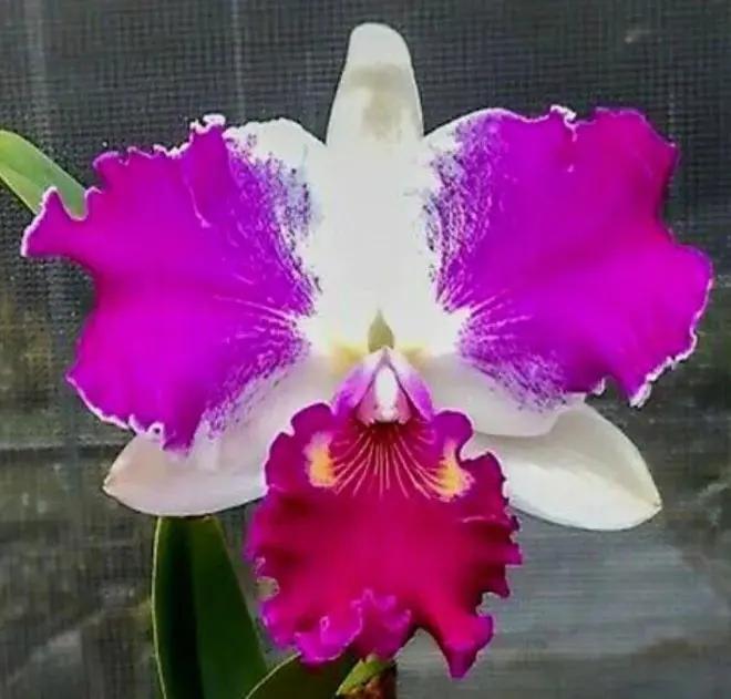 Cattleya Flower Seeds for Planting NON GMO Seeds Dhara Seeds